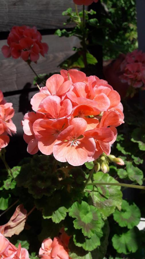 Ferienwohnung Ronja สตูเบนเบิร์ก ภายนอก รูปภาพ